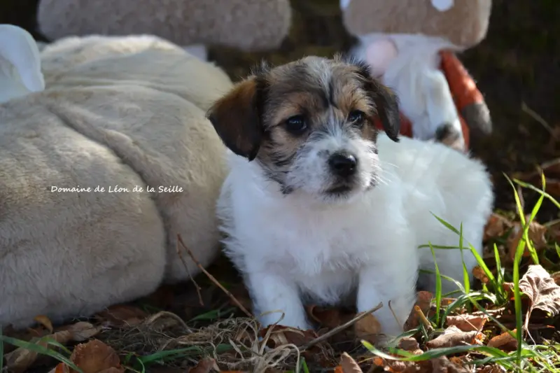 Portée de Jack Russell terrier, élevage Du Domaine de Leon de la Seille