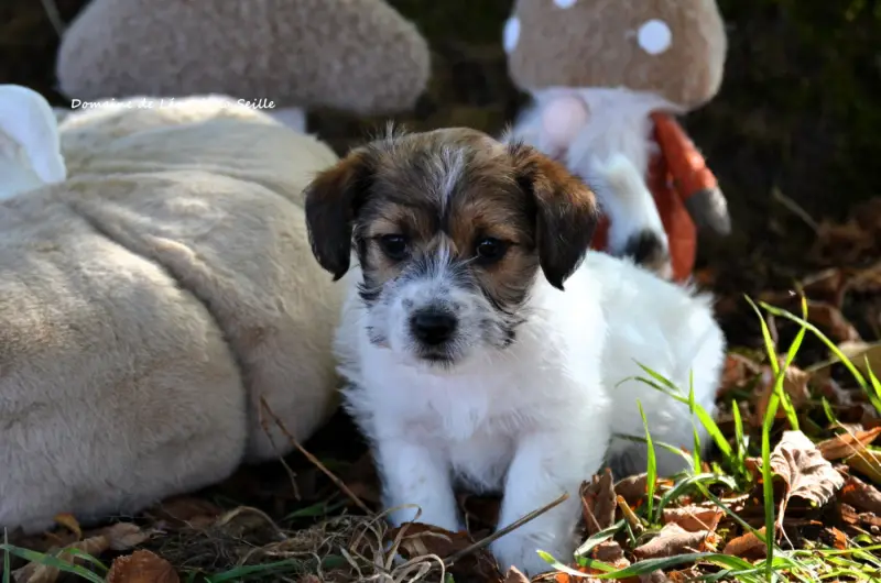 Portée de Jack Russell terrier, élevage Du Domaine de Leon de la Seille