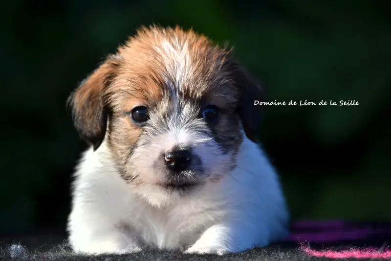 Birdy Du Domaine De Leon De La Seille, Jack Russell terrier, élevage Du Domaine de Leon de la Seille