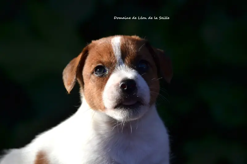 Born To Shine Du Domaine De Leon De La Seille, Jack Russell terrier, élevage Du Domaine de Leon de la Seille