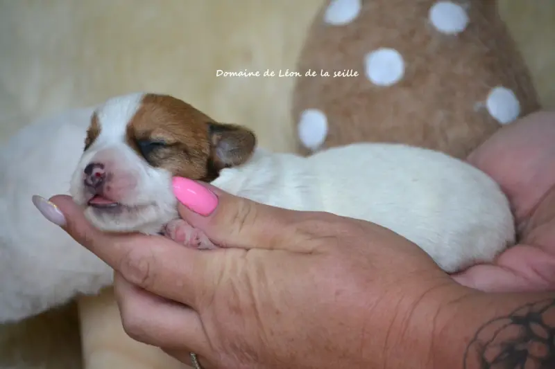 Portée de Jack Russell terrier, élevage Du Domaine de Leon de la Seille