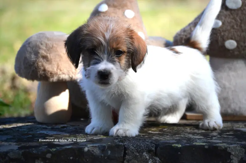 Portée de Jack Russell terrier, élevage Du Domaine de Leon de la Seille