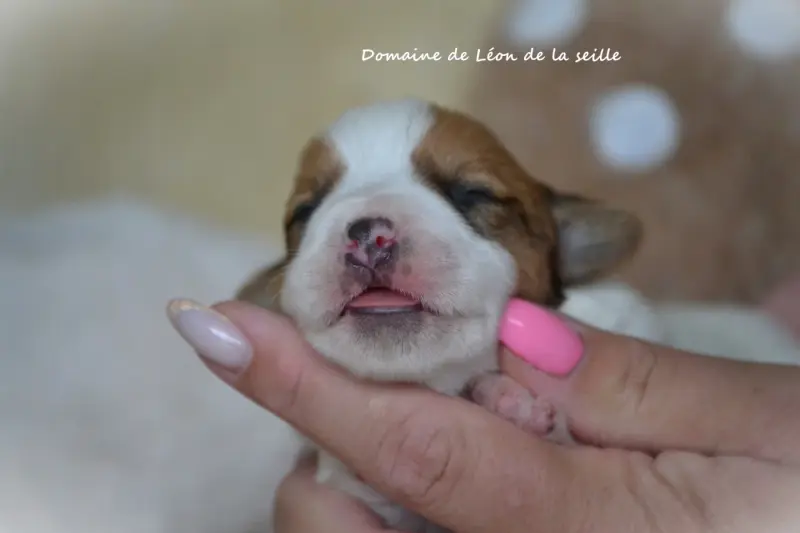 Portée de Jack Russell terrier, élevage Du Domaine de Leon de la Seille