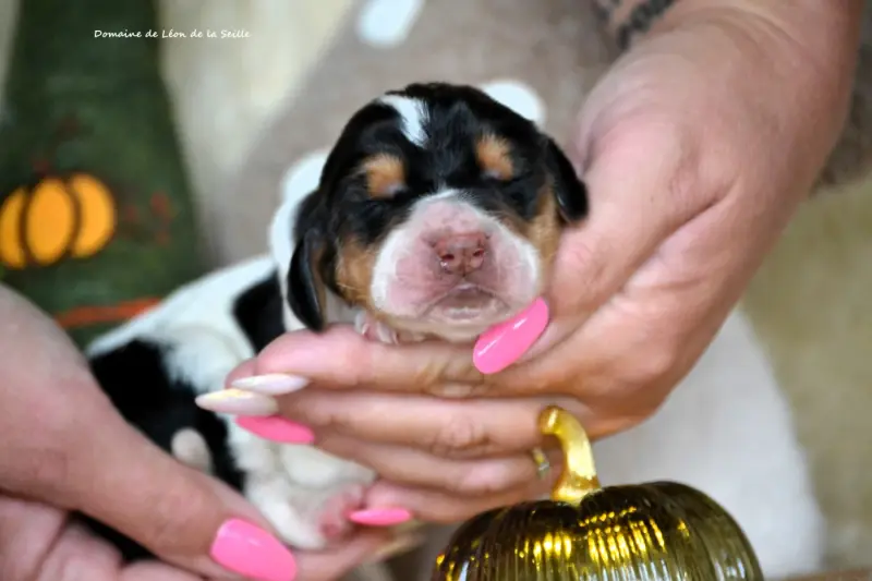 Bah Dis Donc Du Domaine De Leon De La Seille, Basset hound, élevage Du Domaine de Leon de la Seille