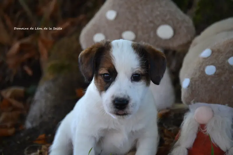 Portée de Jack Russell terrier, élevage Du Domaine de Leon de la Seille