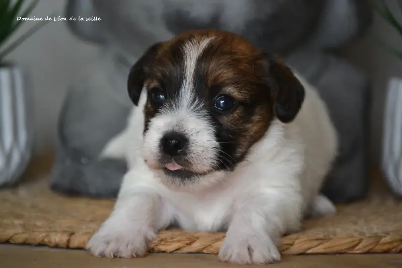 Bella Du Domaine De Leon De La Seille, Jack Russell terrier, élevage Du Domaine de Leon de la Seille