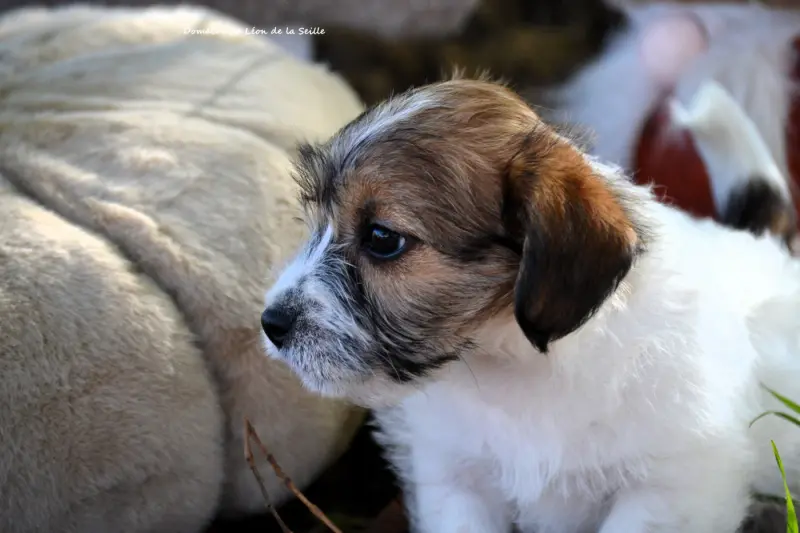 Portée de Jack Russell terrier, élevage Du Domaine de Leon de la Seille
