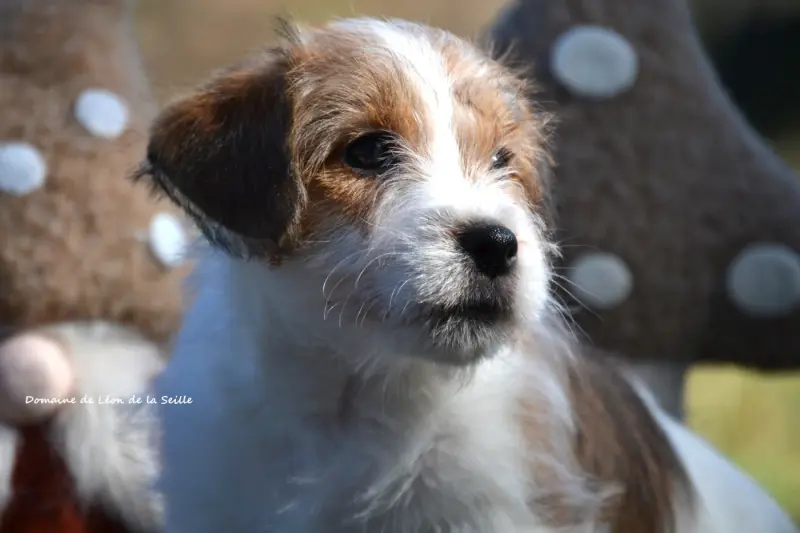 Portée de Jack Russell terrier, élevage Du Domaine de Leon de la Seille