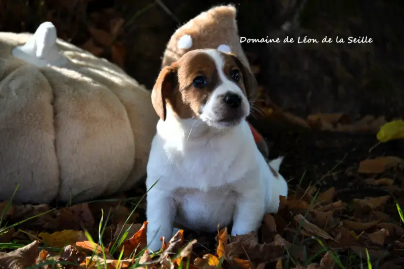 Portée de Jack Russell terrier, élevage Du Domaine de Leon de la Seille