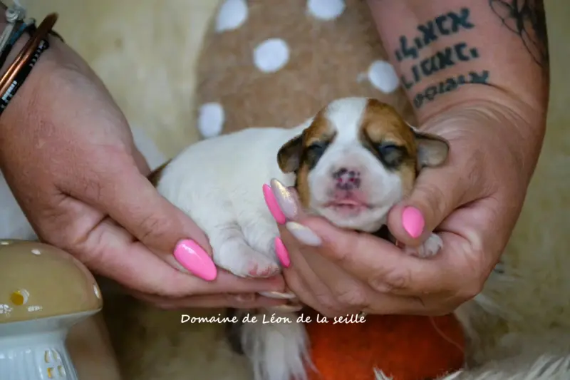 Portée de Jack Russell terrier, élevage Du Domaine de Leon de la Seille