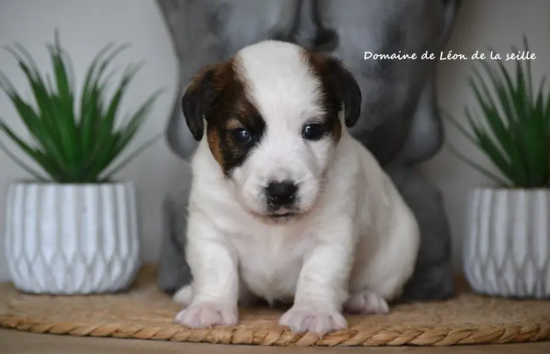Bilimbi Du Domaine De Leon De La Seille, Jack Russell terrier, élevage Du Domaine de Leon de la Seille