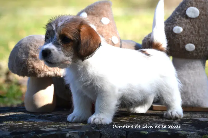 Portée de Jack Russell terrier, élevage Du Domaine de Leon de la Seille