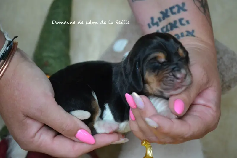 Portée de Basset hound, élevage Du Domaine de Leon de la Seille