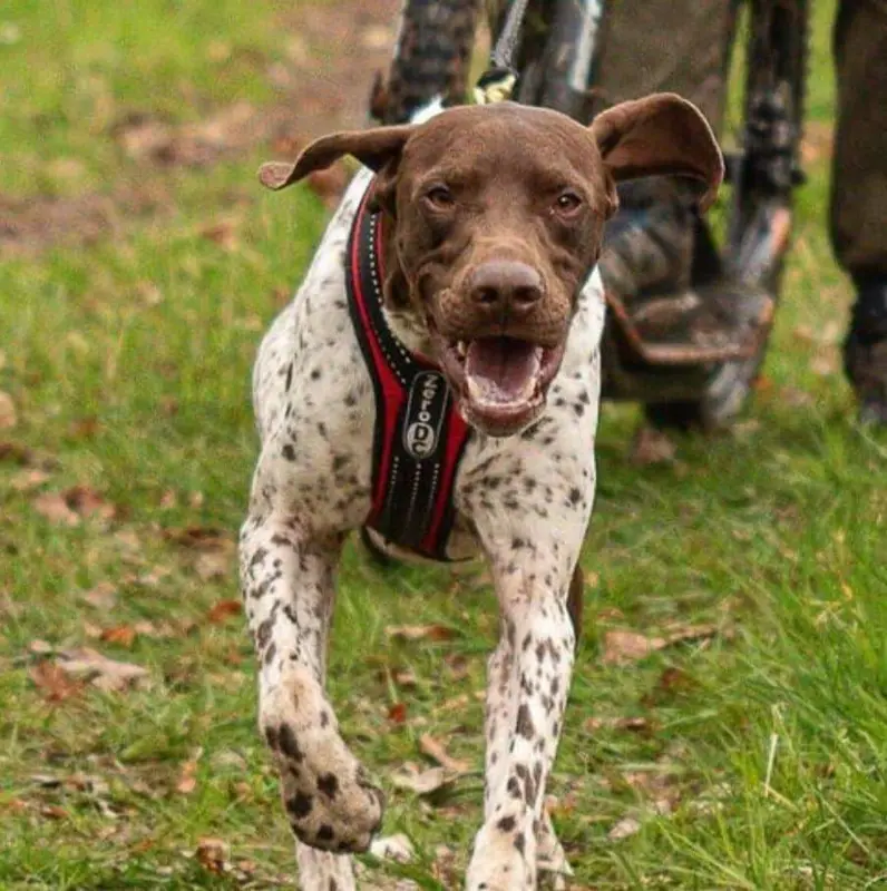 Photo de l'élevage Du Royaume de Navarre