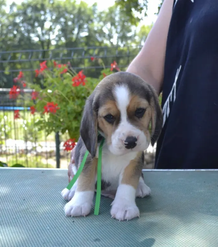 Collier vert, Beagle, élevage De la Cascade d'Orion