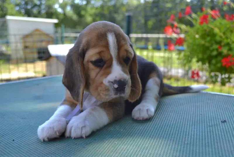 Collier gris, Beagle, élevage De la Cascade d'Orion