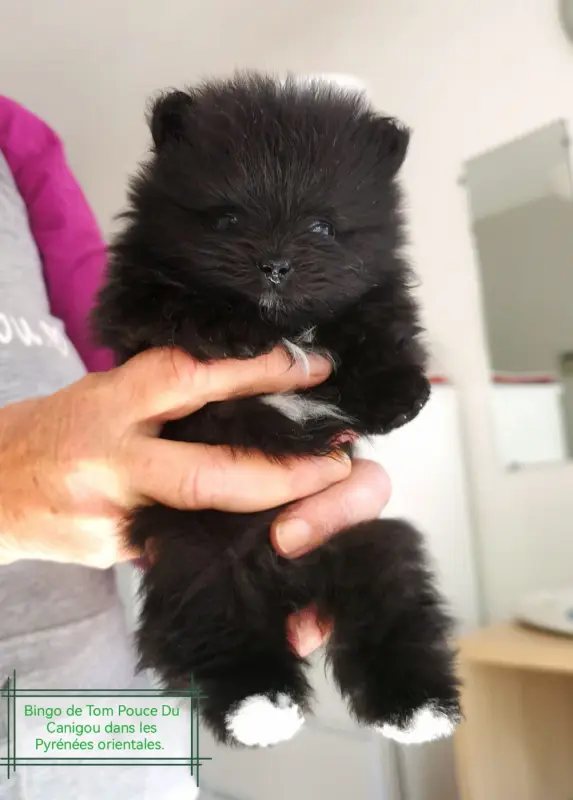 Bingo, Spitz allemand, élevage De Tom Pouce du Canigou