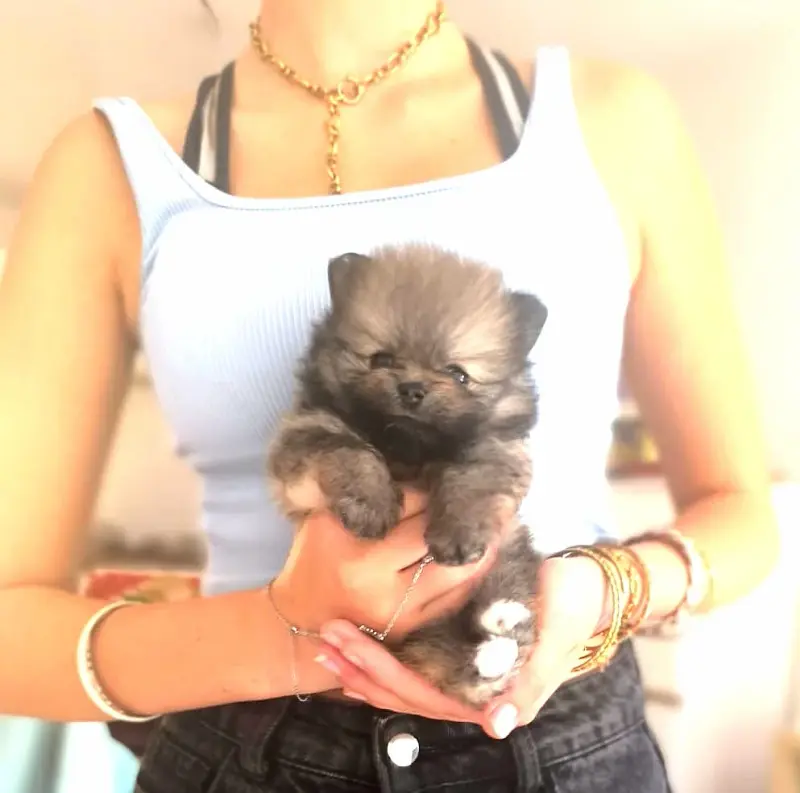Bonnie, Spitz allemand, élevage De Tom Pouce du Canigou