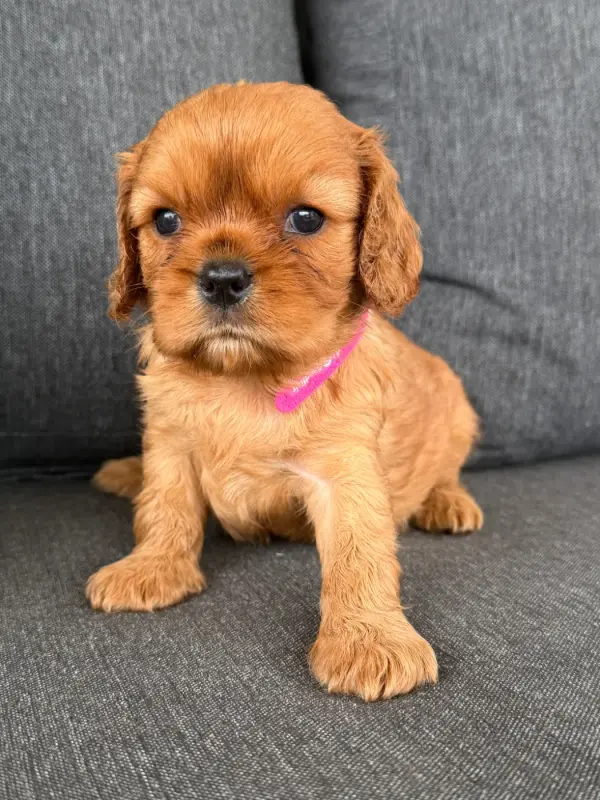 Bibiche, Cavalier King Charles, élevage De la Cour de Mimali