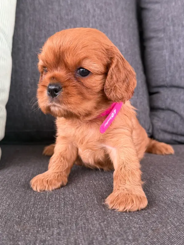 Portée de Cavalier King Charles, élevage De la Cour de Mimali