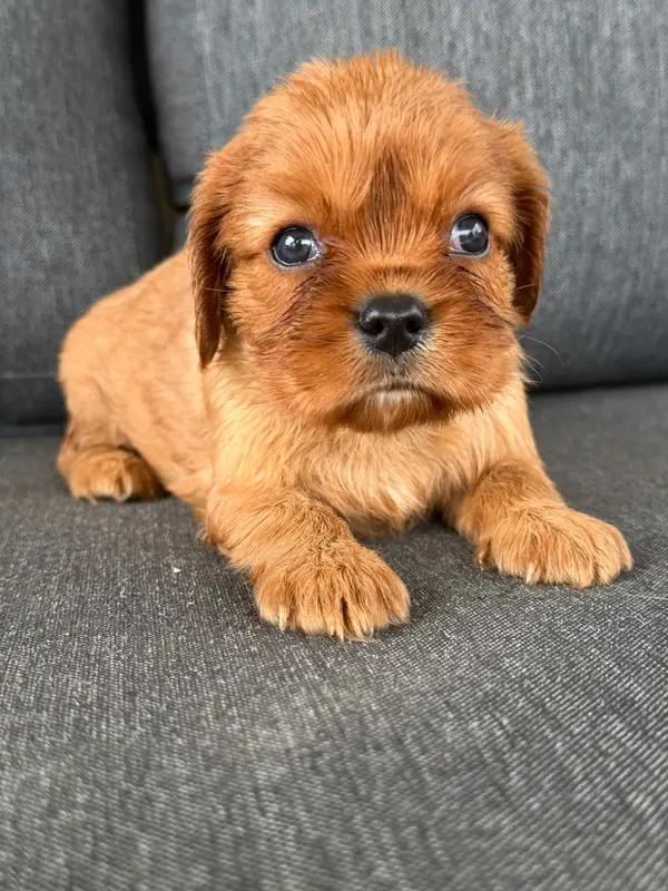 Portée de Cavalier King Charles, élevage De la Cour de Mimali
