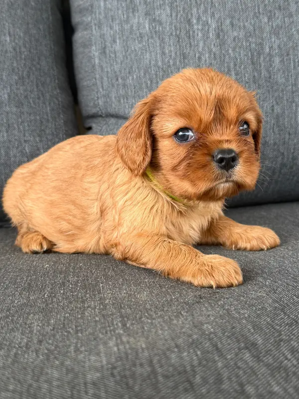 Portée de Cavalier King Charles, élevage De la Cour de Mimali