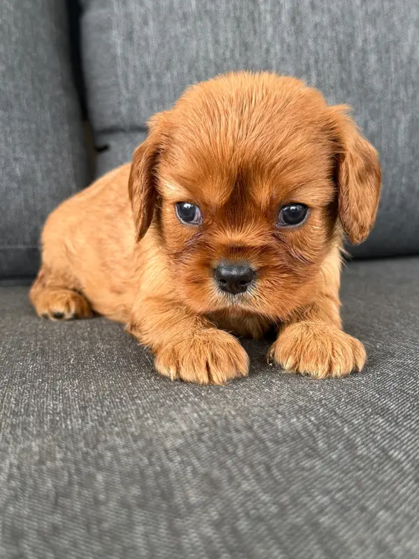 Portée de Cavalier King Charles, élevage De la Cour de Mimali