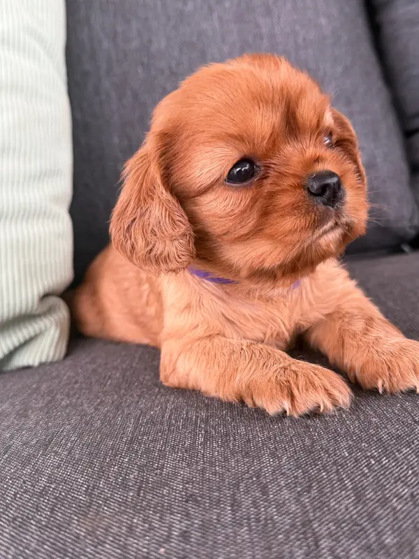 Bruna, Cavalier King Charles, élevage De la Cour de Mimali