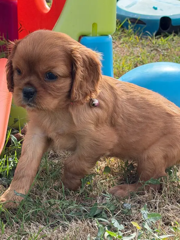 Portée de Cavalier King Charles, élevage De la Cour de Mimali