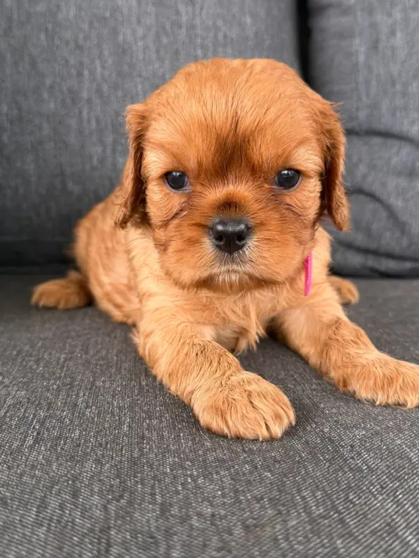 Portée de Cavalier King Charles, élevage De la Cour de Mimali