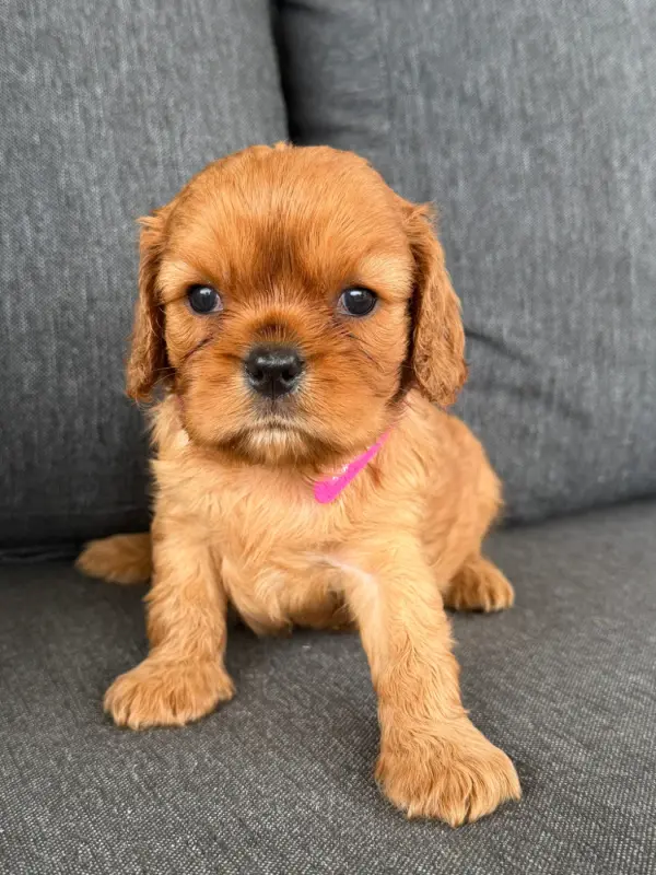 Portée de Cavalier King Charles, élevage De la Cour de Mimali