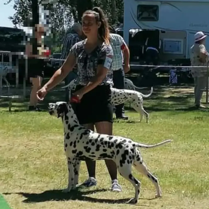 Portée de Dalmatien, élevage Du Bois aux Chenes Bearnais