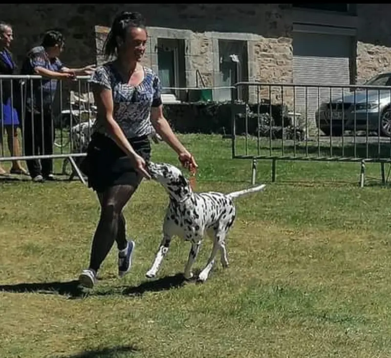 Portée de Dalmatien, élevage Du Bois aux Chenes Bearnais