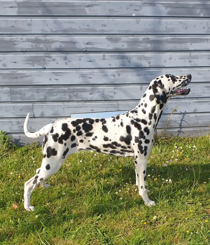 Portée de Dalmatien, élevage Du Bois aux Chenes Bearnais