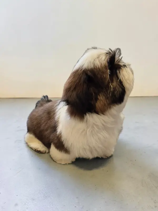 Portée de Shih tzu, élevage Des Pommiers du Pays d'Othe