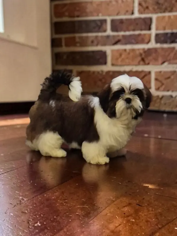 Chiot Berlioz, Shih tzu, élevage Des Pommiers du Pays d'Othe