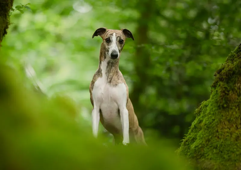 Père de la portée de Whippet, élevage Lazyjil Jewels