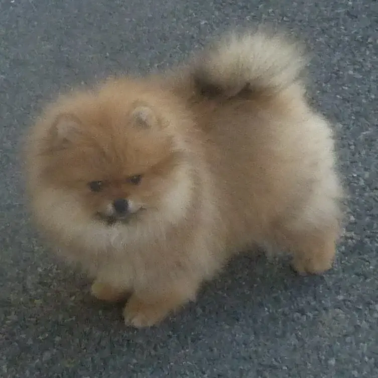 Portée de Spitz allemand, élevage Des Petits Ecureuils