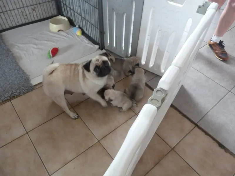 Photo de l'élevage Des Petits Ecureuils