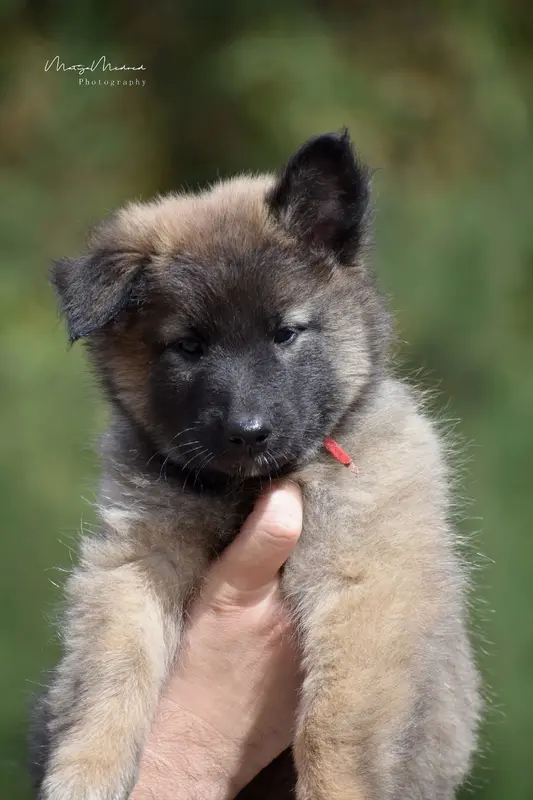 Bluebell, Berger belge, élevage Astra Meum