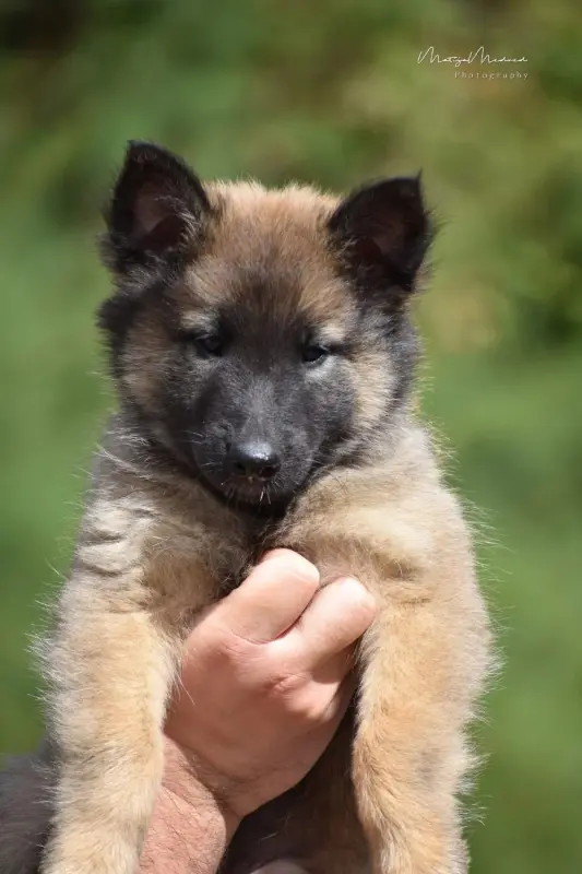 Balto, Berger belge, élevage Astra Meum