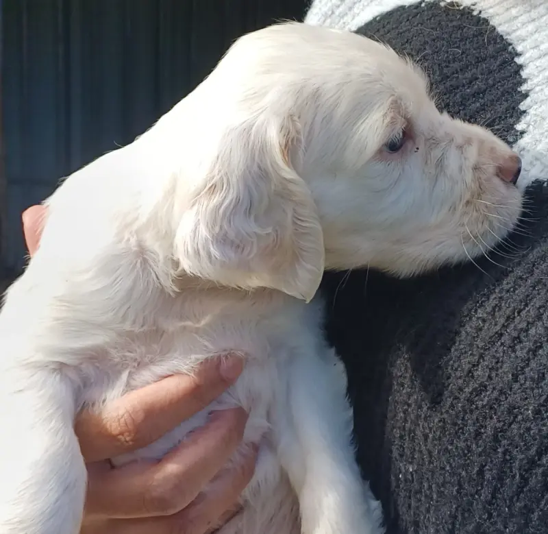 Portée de Setter anglais, élevage De l'Aubepine des Hannelles