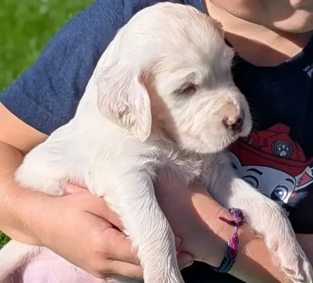 Chiot, Setter anglais, élevage De l'Aubepine des Hannelles