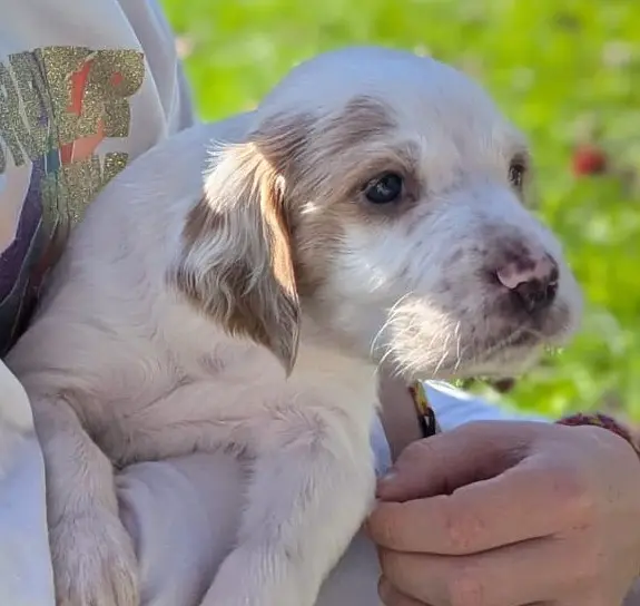 Chiot, Setter anglais, élevage De l'Aubepine des Hannelles