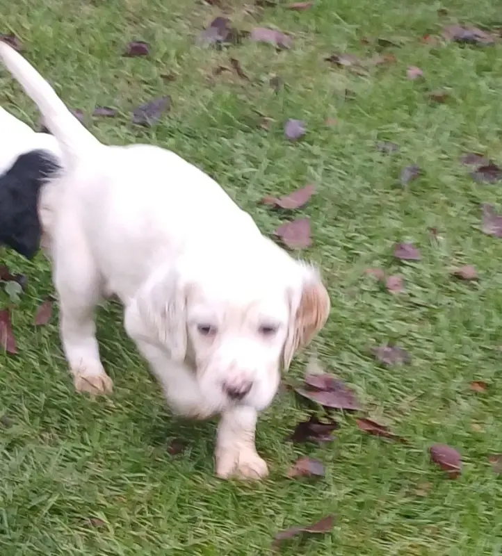 Chiot, Setter anglais, élevage De l'Aubepine des Hannelles