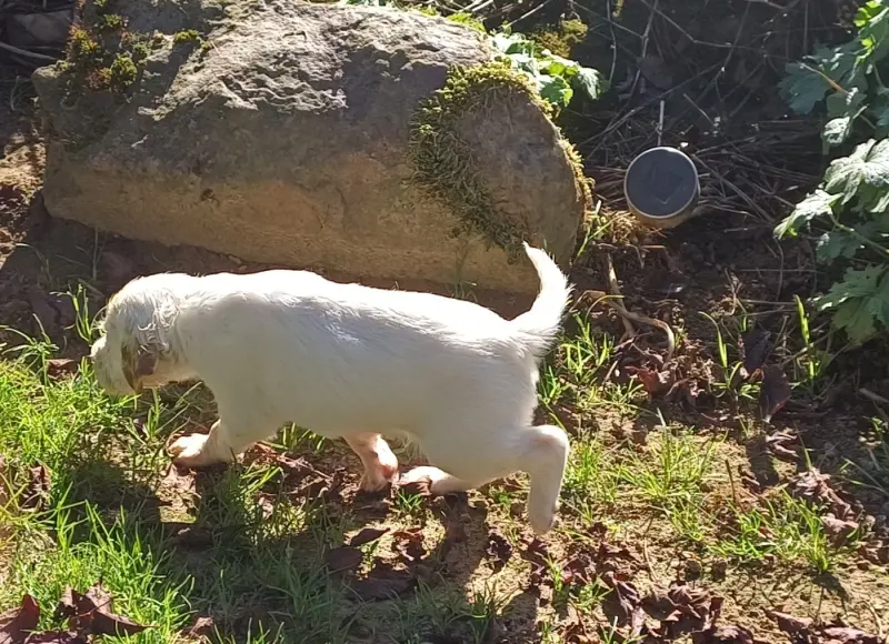 Photo de l'élevage De l'Aubepine des Hannelles
