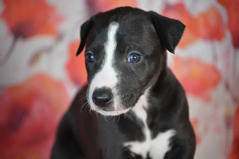 Budy, Whippet, élevage Du Coquelicot Bleu