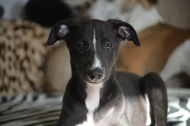 Portée de Whippet, élevage Du Coquelicot Bleu