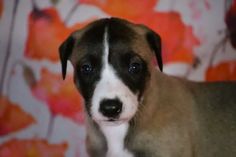 Bonheur, Whippet, élevage Du Coquelicot Bleu