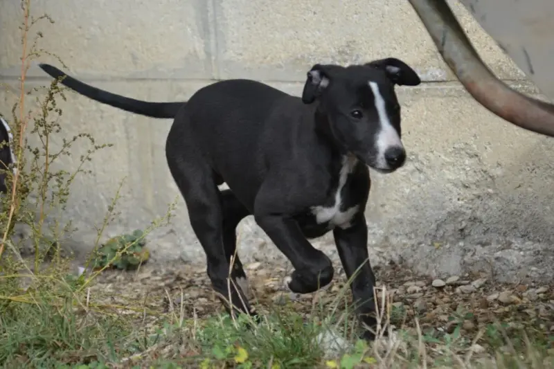 Portée de Whippet, élevage Du Coquelicot Bleu